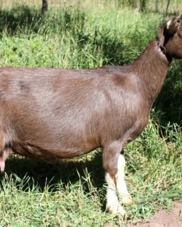 Toggenburg Goat