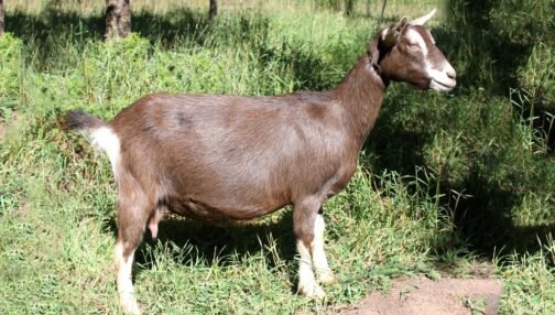 Toggenburg Goat