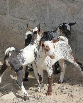 Salali goat
