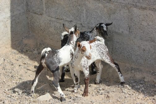 Salali goat - Image 2
