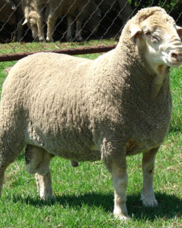 Dohne Merino Sheep