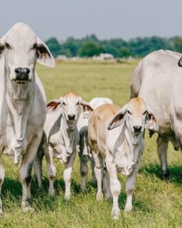 Brahman Cattle