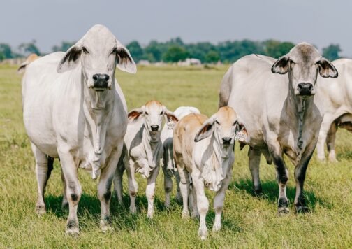 Brahman Cattle - Image 2
