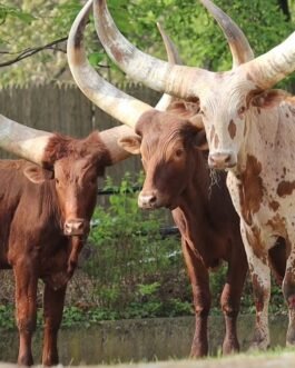 Ankole-Watusi Cattle
