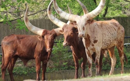 Ankole-Watusi Cattle